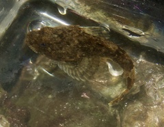 Myoxocephalus polyacanthocephalus