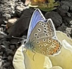 Polyommatus icarus