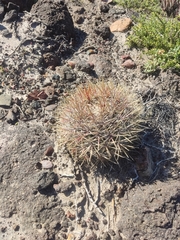 Ferocactus viridescens