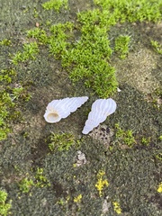 Epitoniidae