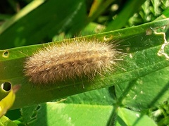 Phragmatobia