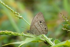 Hermeuptychia harmonia