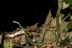 Philothamnus punctatus