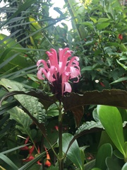 Justicia carnea