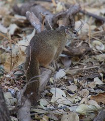 Paraxerus cepapi cepapi