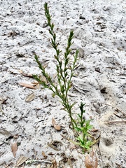 Pseudelephantopus spicatus