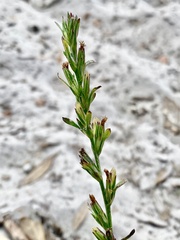 Pseudelephantopus spicatus