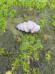 Nassarius mendicus
