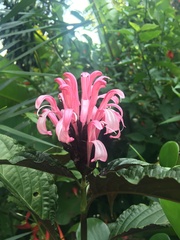 Justicia carnea