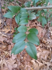 Ligustrum japonicum
