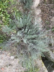Lavandula