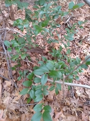 Ligustrum japonicum