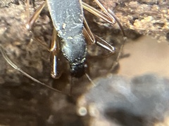 Cnemodus mavortius