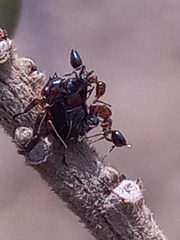 Oxyrhachis