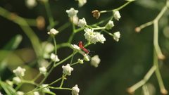 Zelus longipes