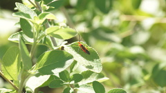 Zelus longipes