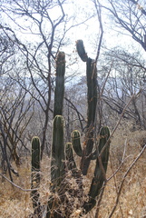 Isolatocereus dumortieri