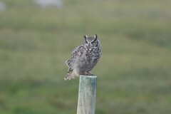 Bubo virginianus magellanicus