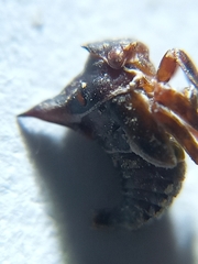Oxyrhachis
