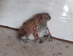 Physalaemus nattereri