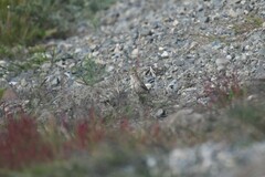 Geositta cunicularia