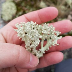 Cladonia caroliniana