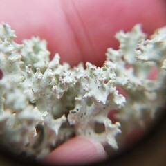 Cladonia caroliniana