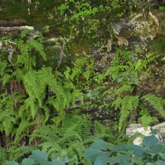 Cystopteris bulbifera