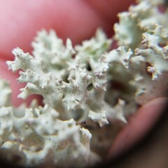 Cladonia caroliniana