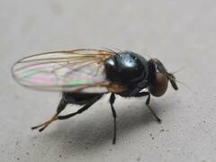 Lonchaea