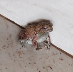 Physalaemus nattereri