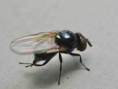 Lonchaea