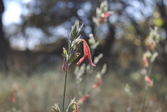 Dicliptera inaequalis