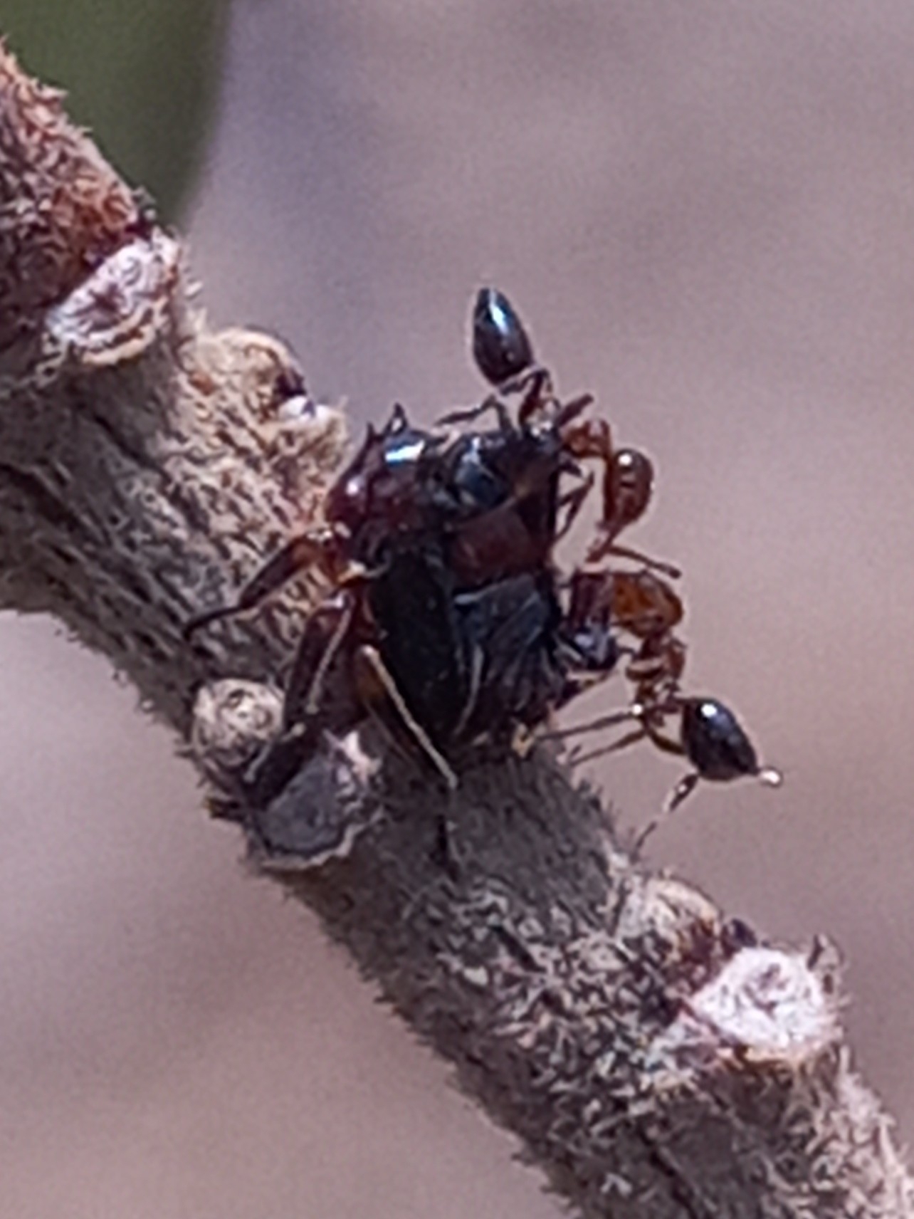 Crematogaster brunnea