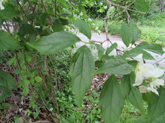 Philadelphus coronarius