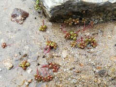 Sedum smallii