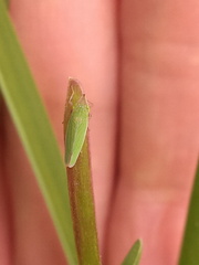 Draeculacephala soluta