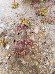 Sedum smallii