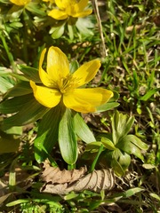 Eranthis hyemalis