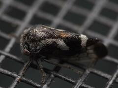 Ophiderma