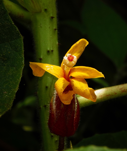 Image of Wercklea ferox by (c) desertnaturalist, some rights reserved (CC BY)