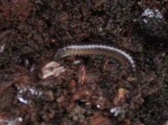 Cleidogona