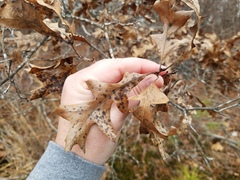 Quercus georgiana