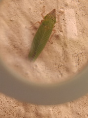 Draeculacephala soluta