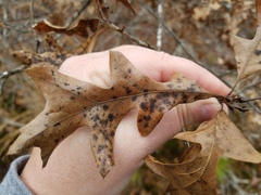 Quercus georgiana