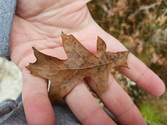 Quercus georgiana