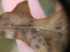 Quercus georgiana