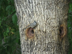 Baeolophus wollweberi