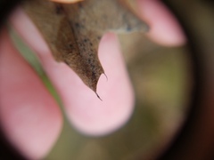 Quercus georgiana