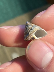 Calliostoma canaliculatum